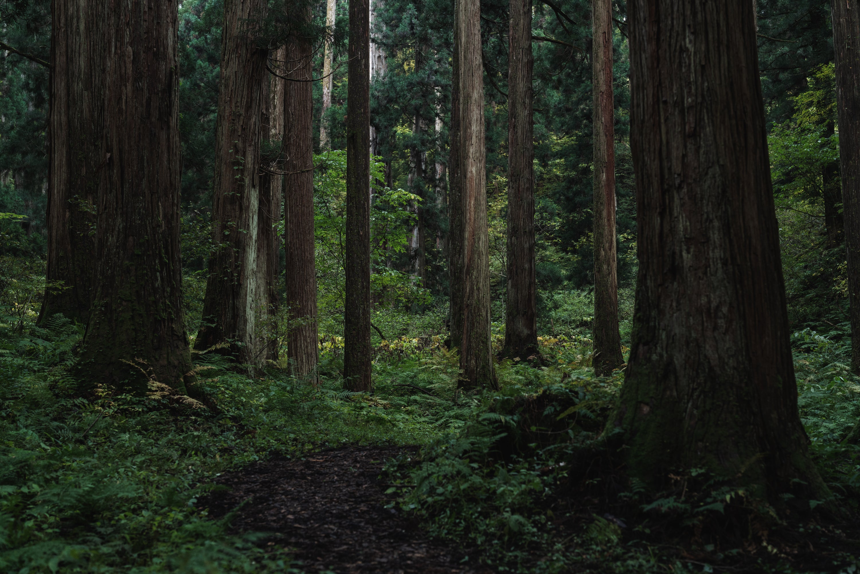 木こりの昼寝　ミスト